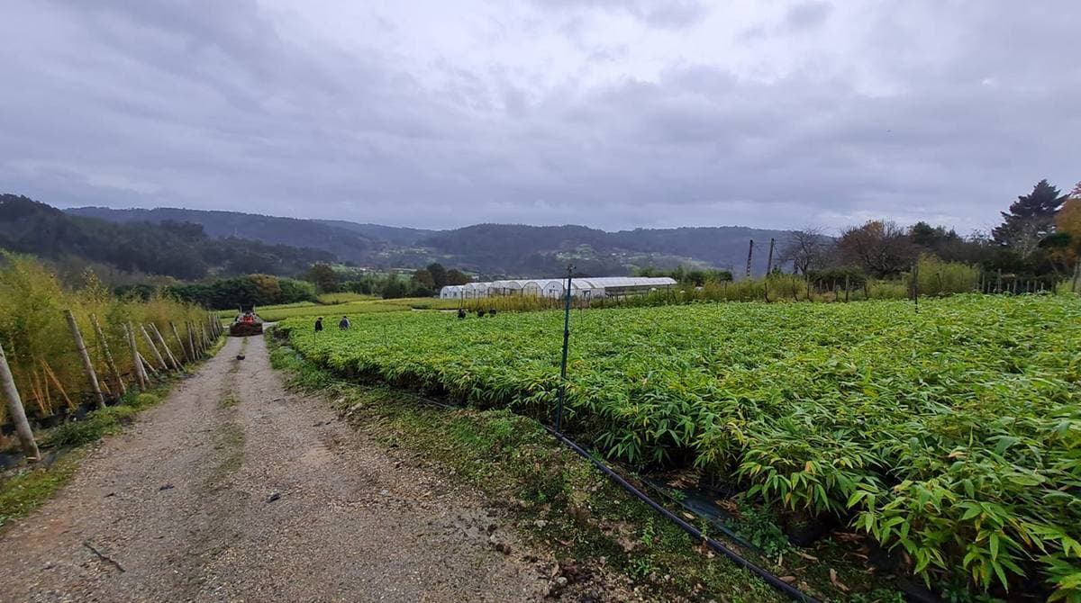 Lugar do Pazo, Doroña